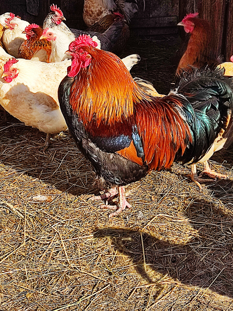 Во такая подозрительная птичка))#петух #деревня жизнь #животные #страхи и фобии 