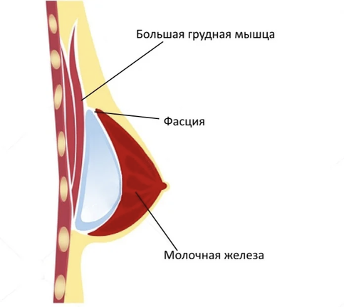 Не растет грудь в зале