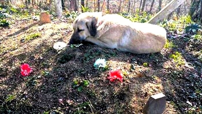 Когда уходят все остальные друзья - собака остаётся. Фото https://vk.com.