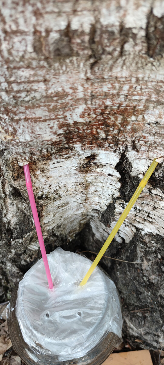 Использую толстый саморез для просверливания дырок в стволе и коктейльные соломки вместо желобков. Полиэтиленом накрываю банку и фиксирую скотчем, чтобы в неё не летел всякий мусор. Но нужно обязательно пробить ещё два отверстия в п/э для выхода вытесняемого воздуха!