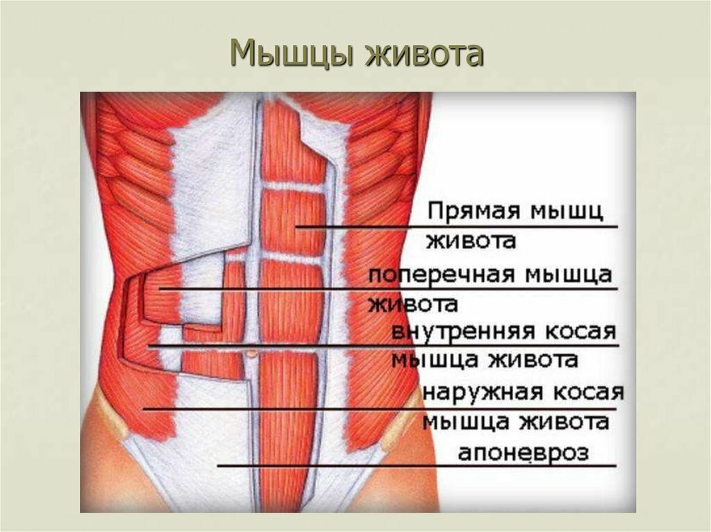 Как накачать пресс при остеохондрозе