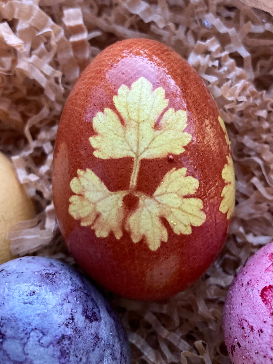 Покраска яиц луковой шелухой