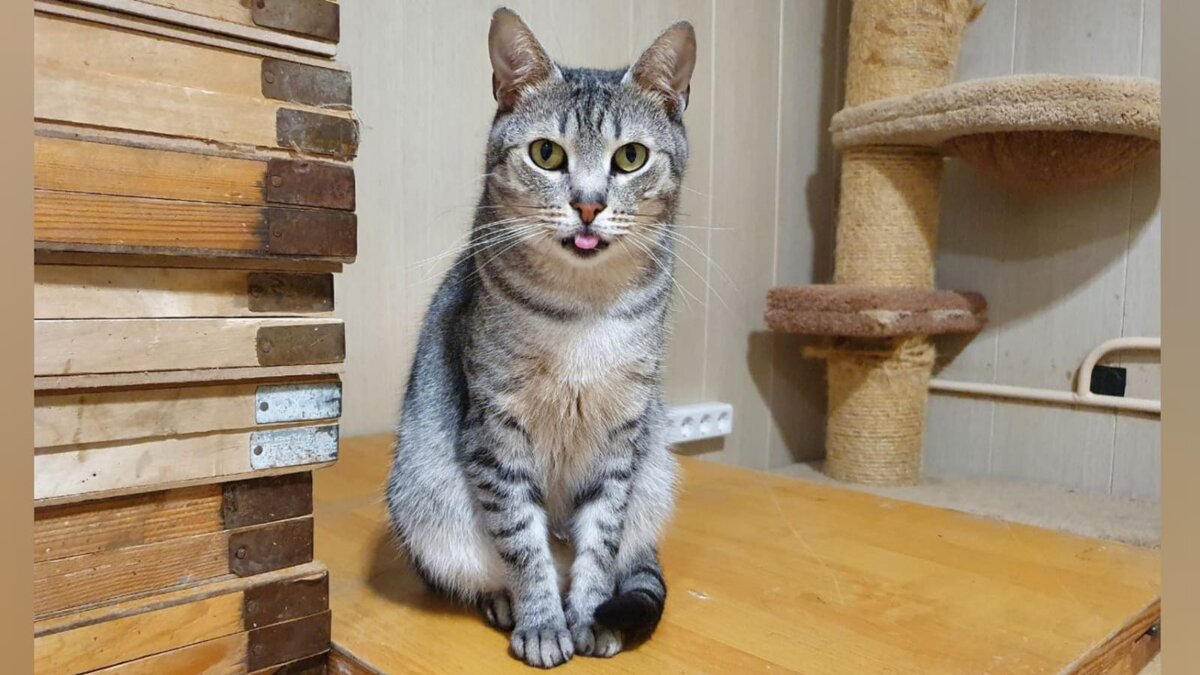 Салазар демонстрирует владение змеиным языком