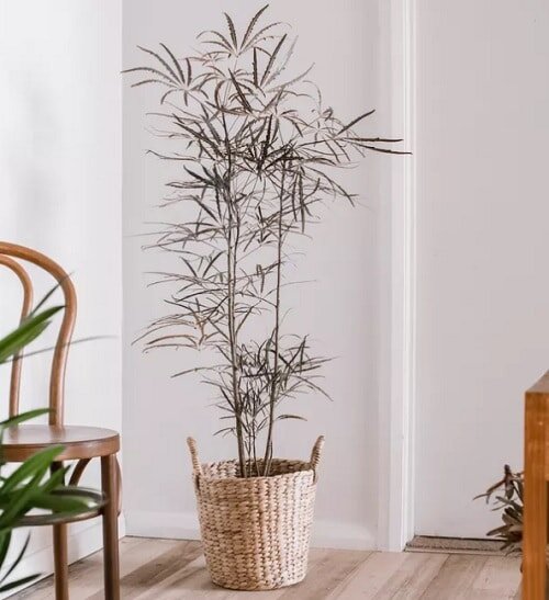 Шеффлера Элегантиссима. Фото: balconygardenweb.com