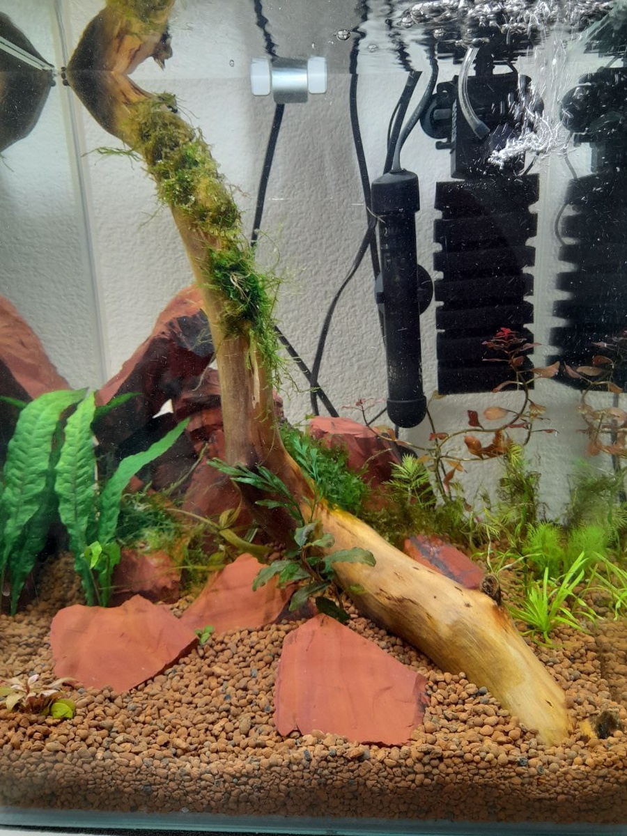 Кубик на 9й день после запуска. Видно людвигию на заднем плане? Даже со свежими листочками. Ничего, это продлилось недолго :D