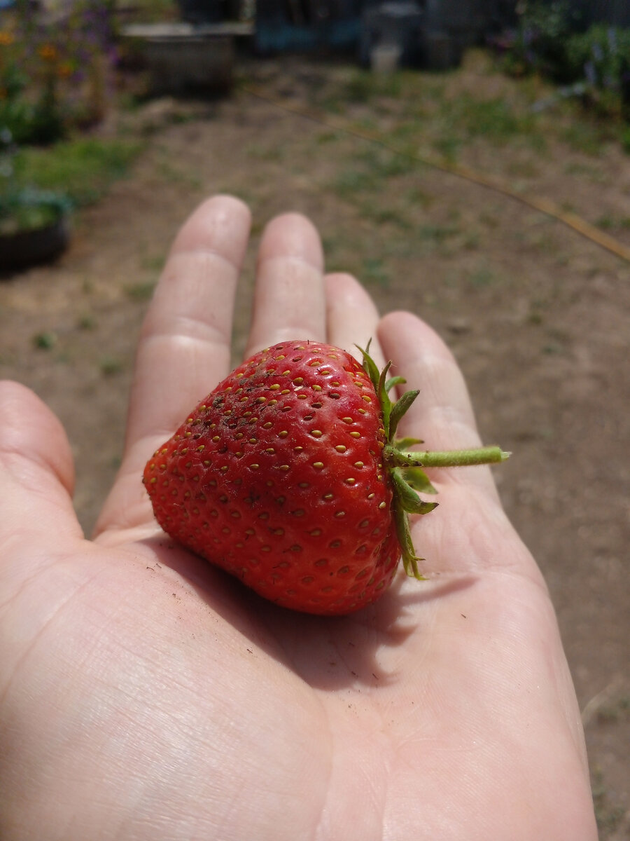 Вот такая у нас клубника выросла, даже грязная немного.