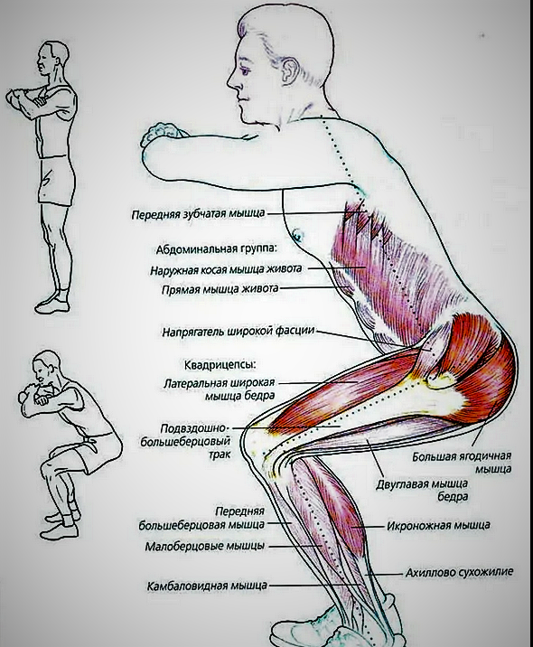 Виды приседаний для тела, спины и ног: как правильно выполнять?