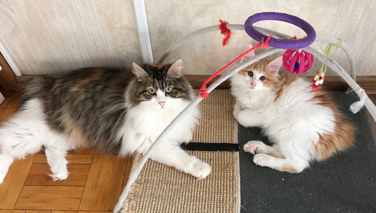 Заботливая мама со своим сынишкой (чистокровные Курильские бобтейлы)