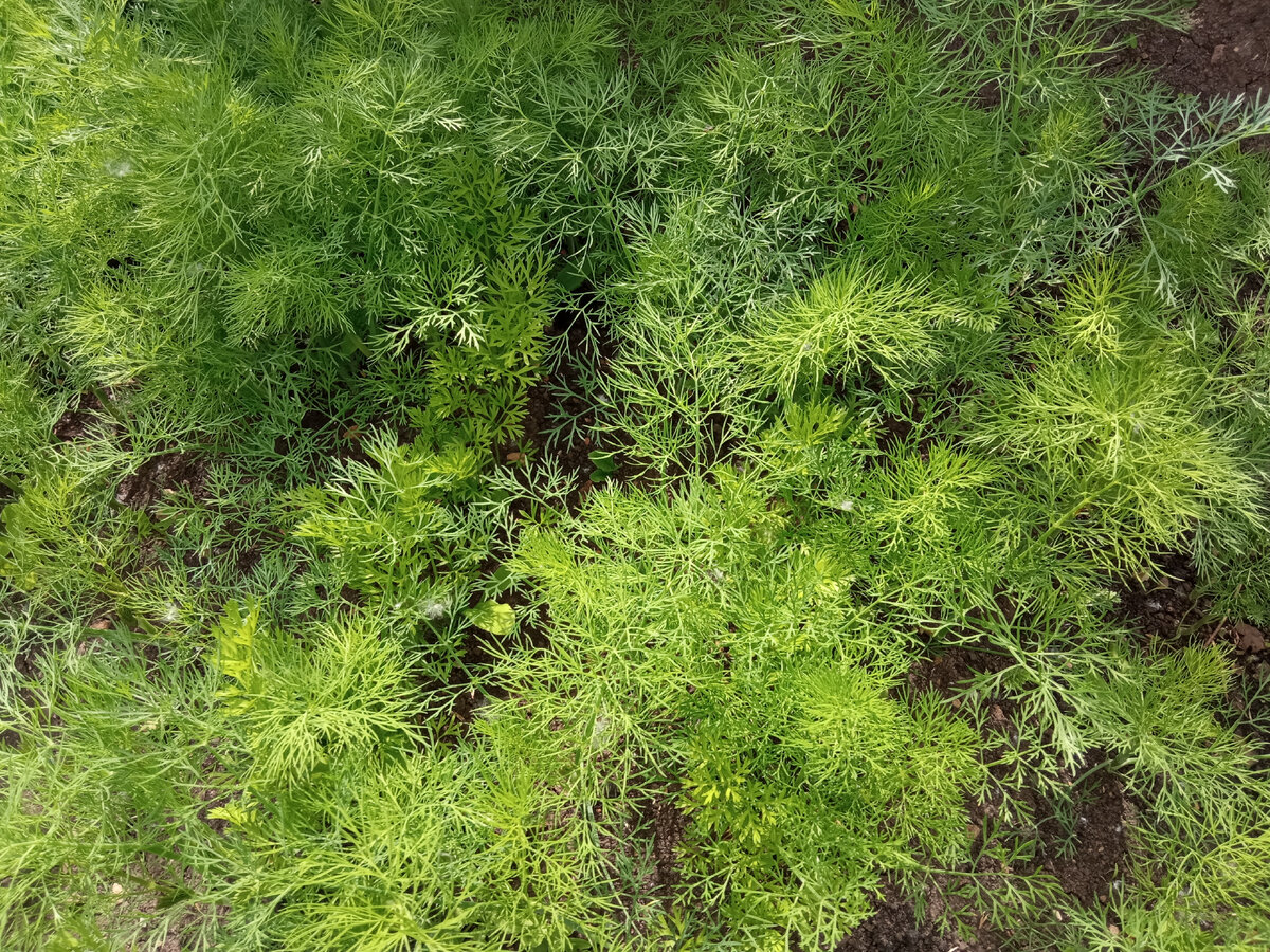 Нежный сочный укроп. Пора заготавливать