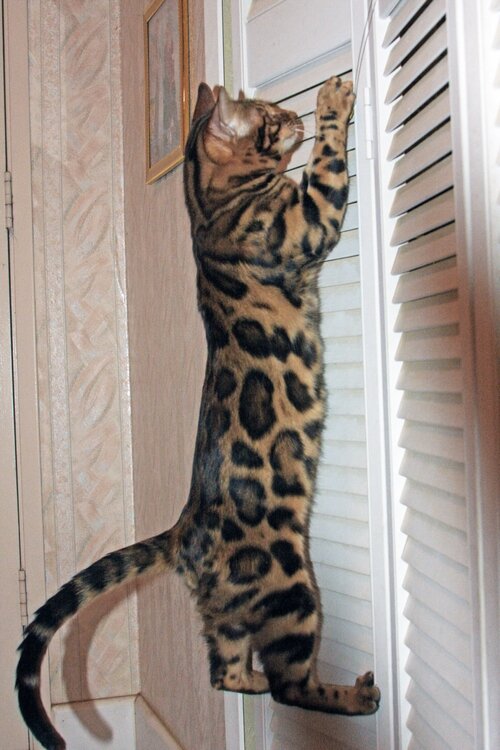 Бенгальские кошки очень любят высоту. Фото из Интернета.