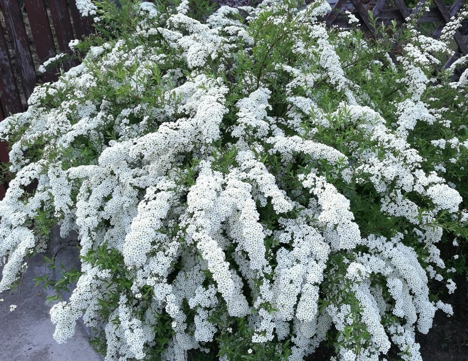 Белый сад. Подборка растений для беспрерывного цветения