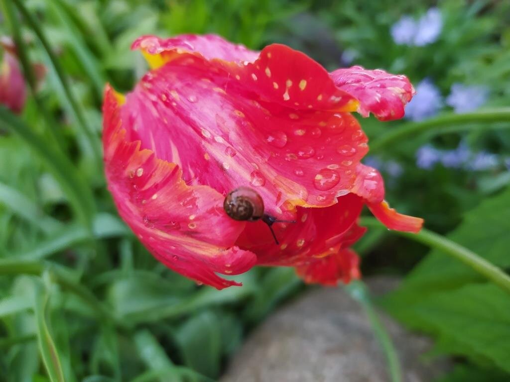 Улитки едят тюльпаны и лилии. В саду автора этой весной.