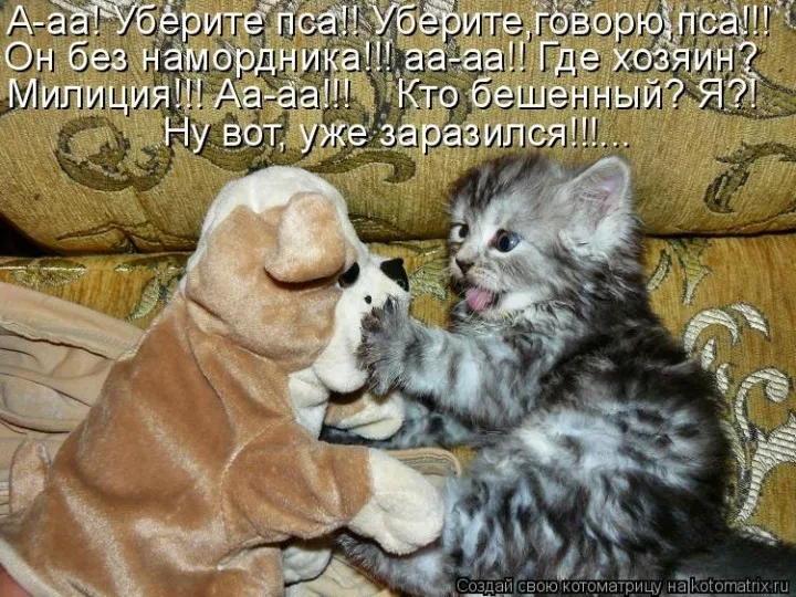 Кошки и собаки смешные картинки с надписями