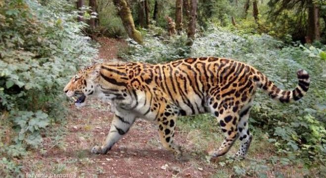 Пантера Станского: Предок больших кошек. Каков был один из древнейших найденных «тигров»?1