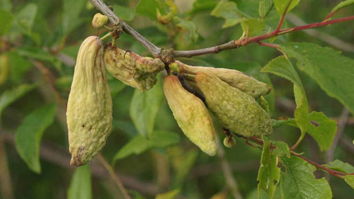 «Кармашки» сливы