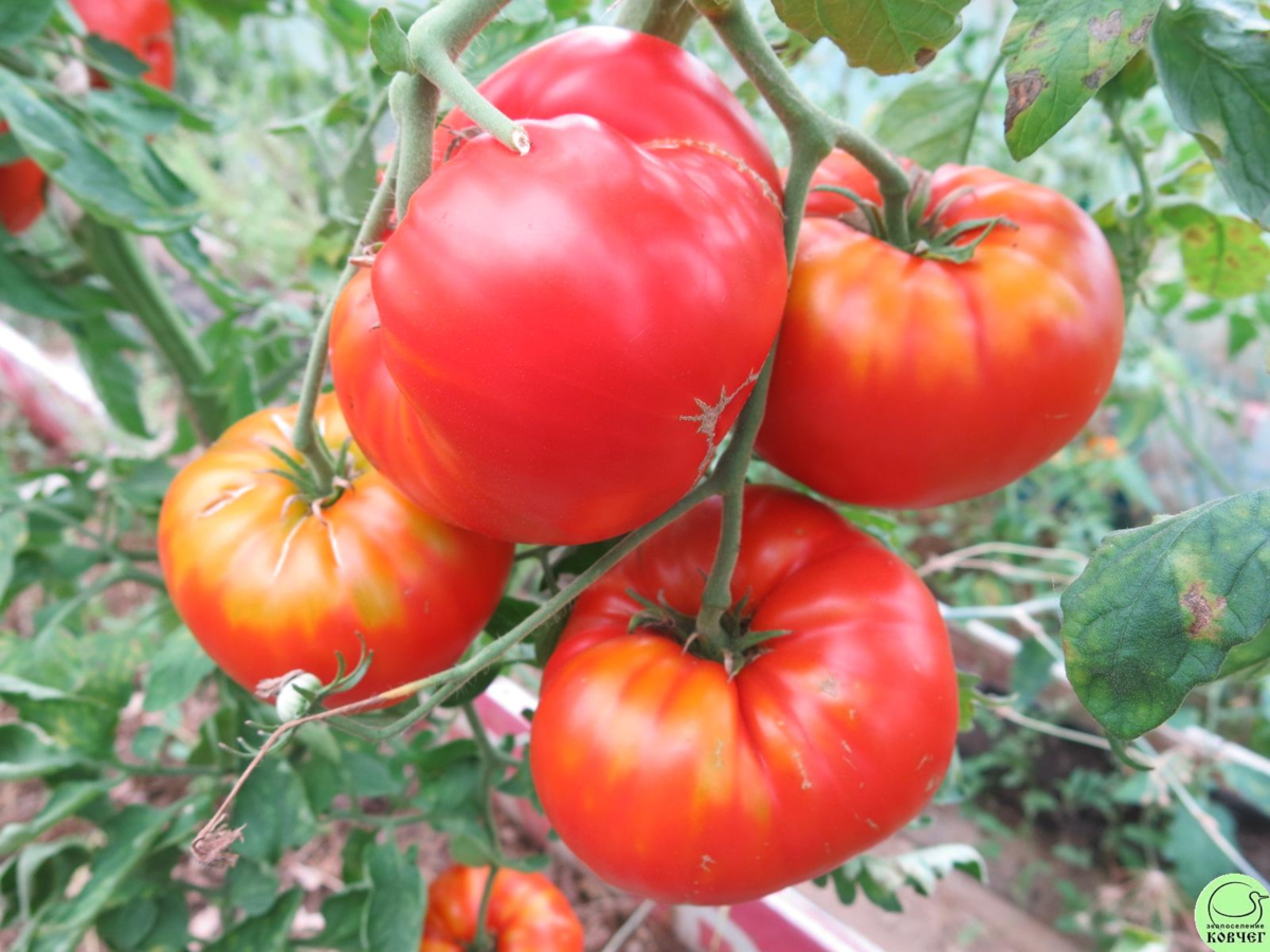 томат богатырь описание