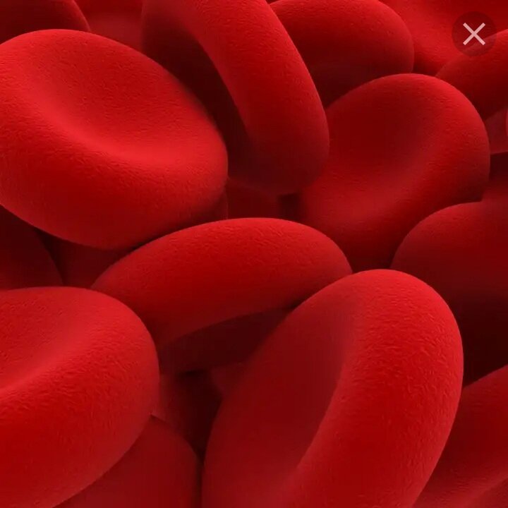 Эритроциты "Яндекс картинки"