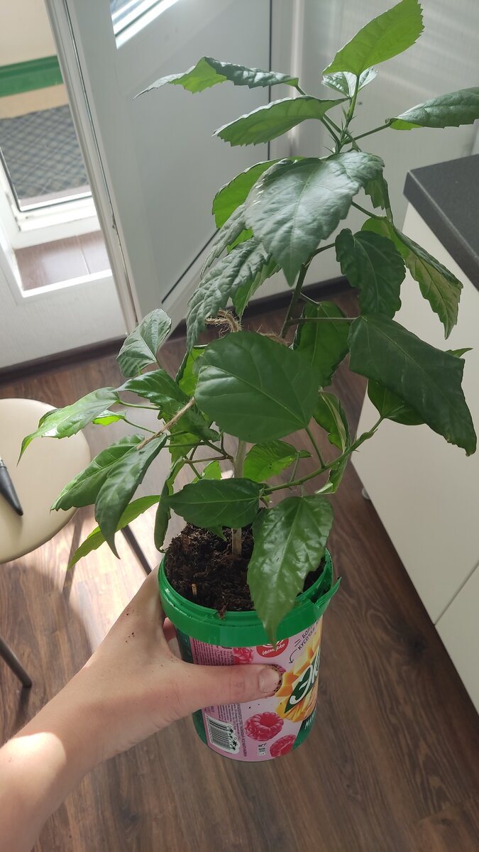 В высоком горшке