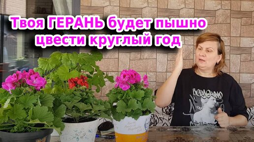 Video herunterladen: Герань будет пышно цвести круглый год: советы по размножению и подкормки