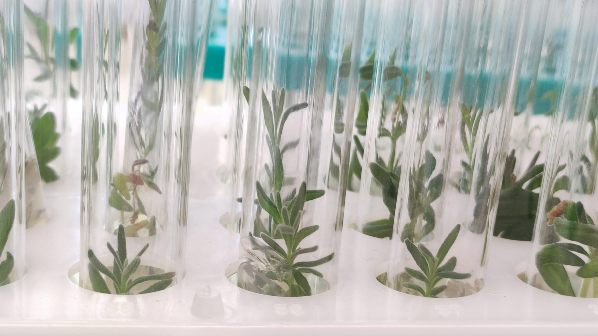 Лаванда узколистная