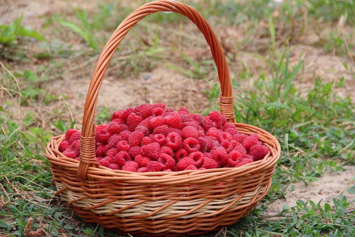 Фото: pixabay.com