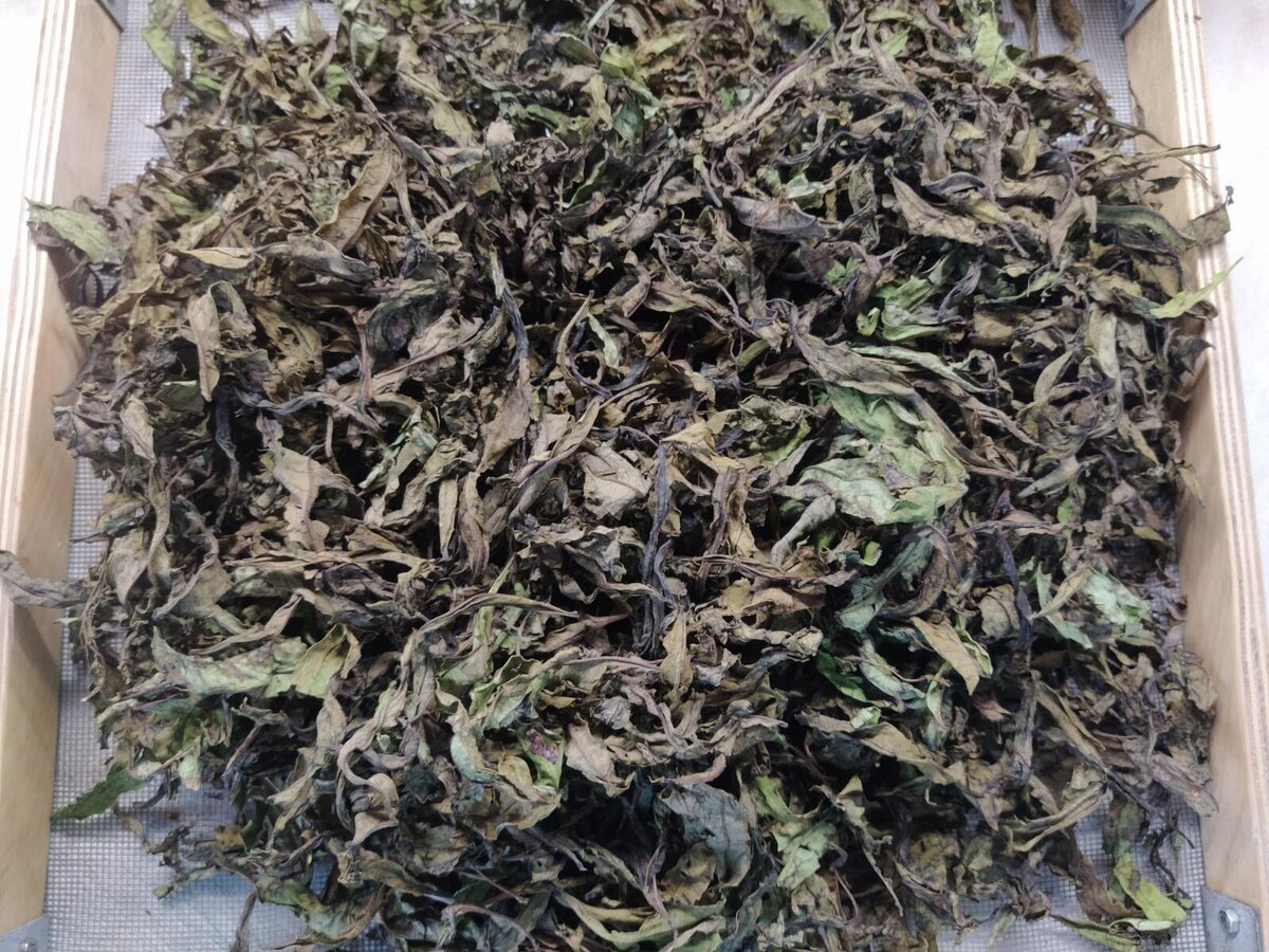 Готовый цельнолистовой ферментированный чай. Фото автора.
