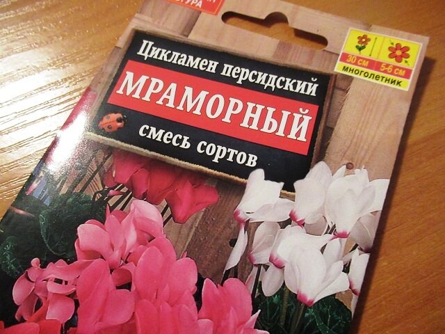 Цикламен: как вырастить в саду и дома