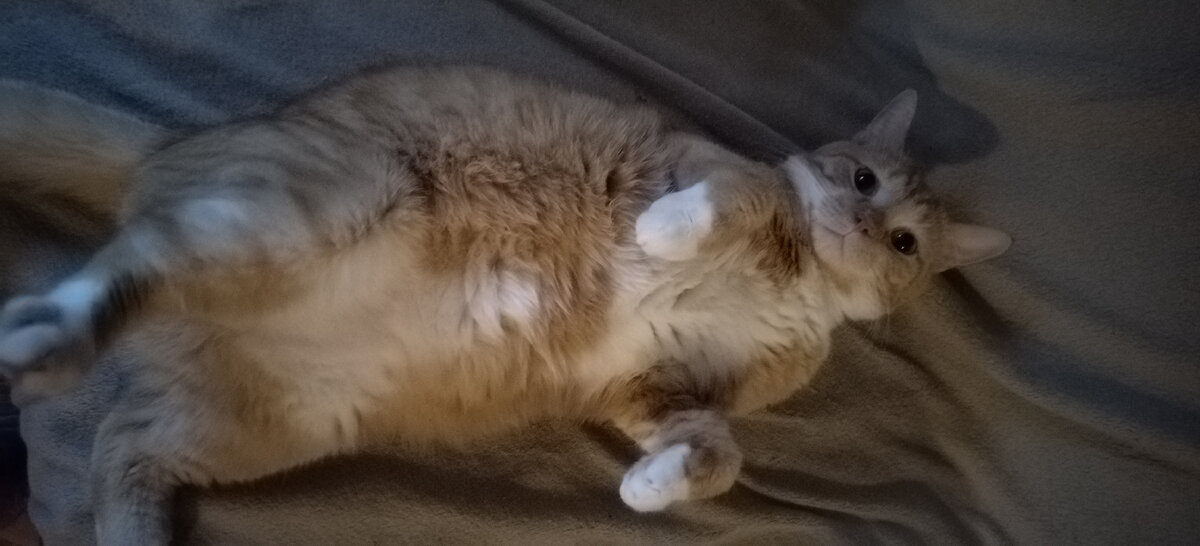 Рыжик - колобок 