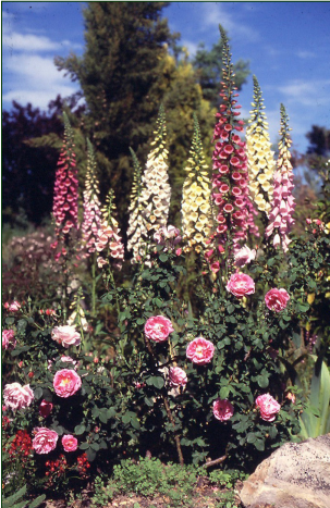 Фото из журнала 