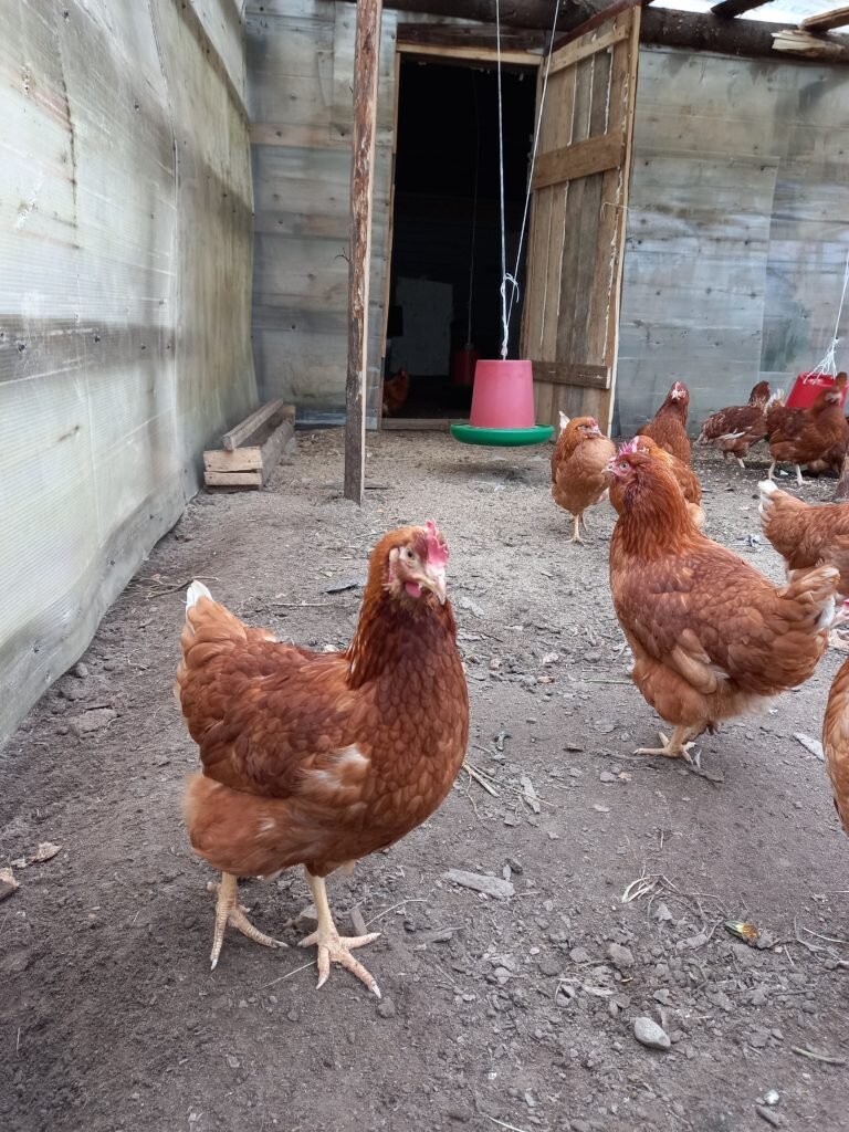 Перед уборкой отправляем кур на улицу