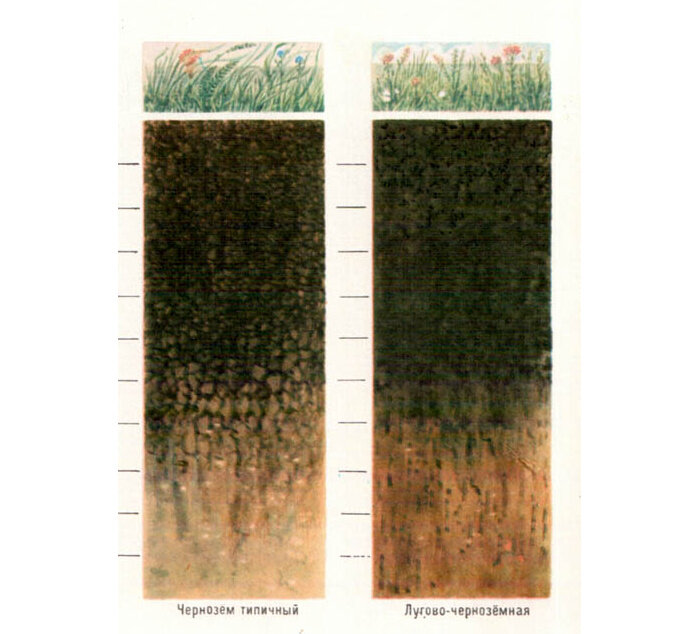 Какая растительность соответствует почвам черноземы. Каштановые почвы профиль. Чернозем растительность. Оценка плодородия каштановых почв. Сухие степи Тип почвы.