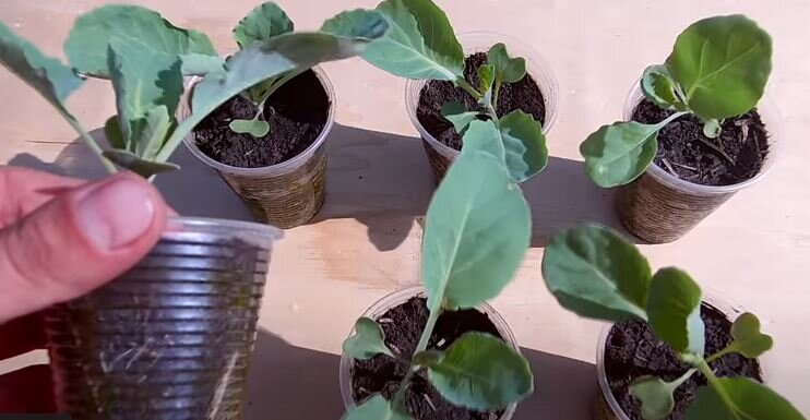 Секреты выращивания отличной рассады капусты