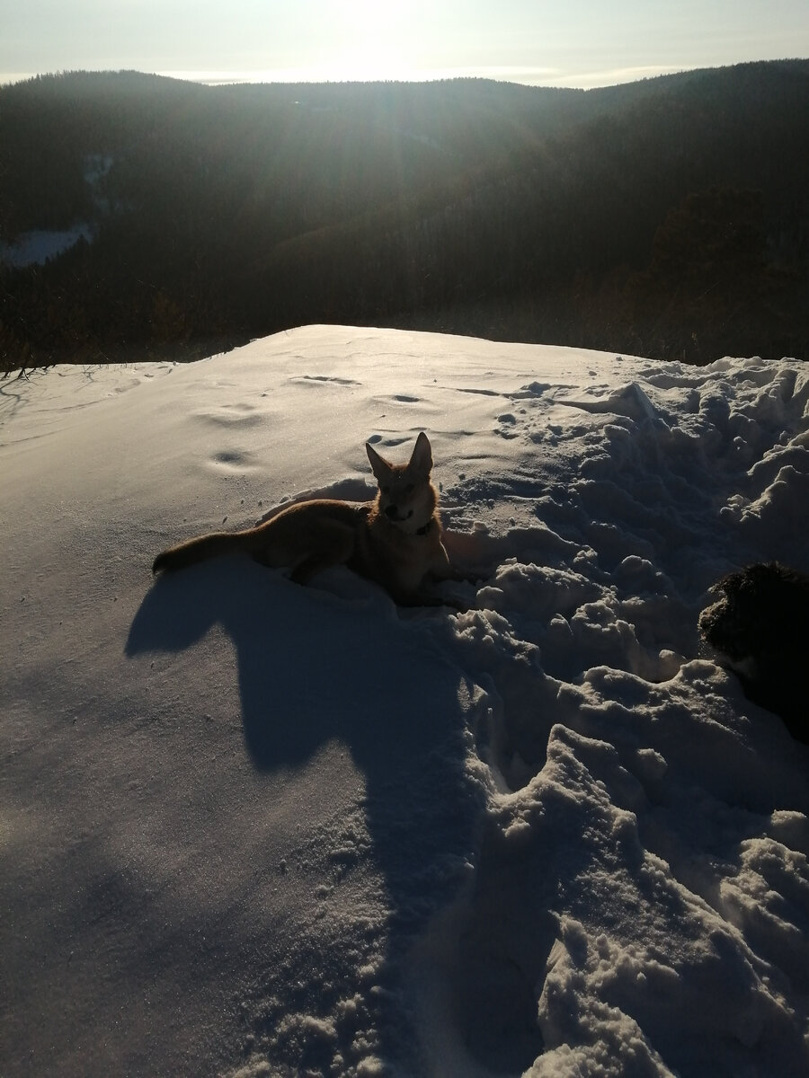 Зимние беличьи прогулки. Фото с архива.