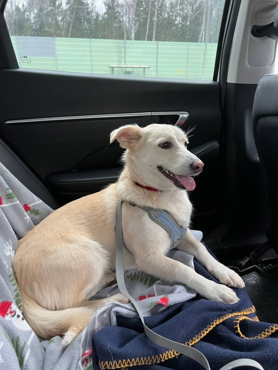 Тью и его транспорт