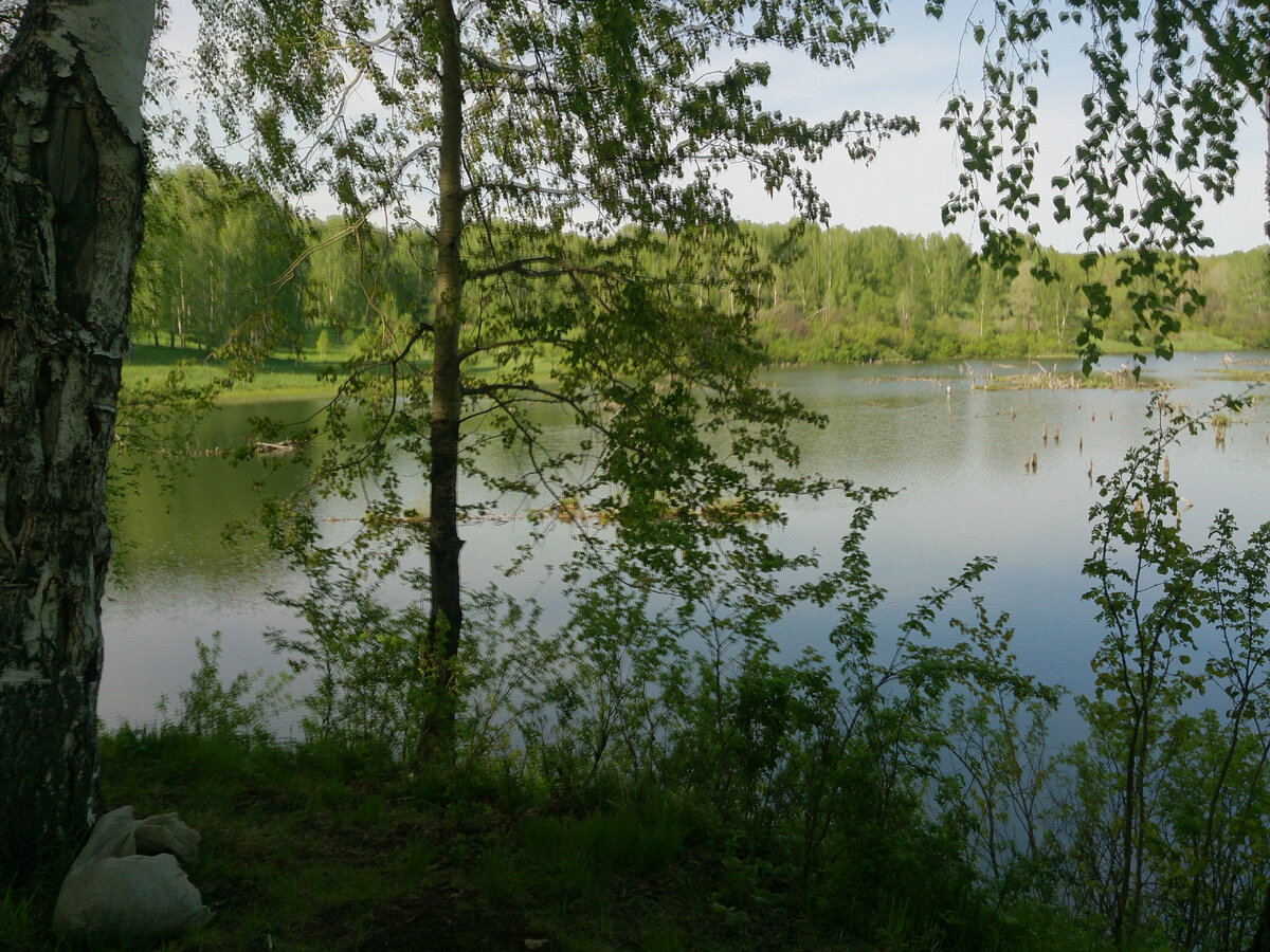 лесок у озера