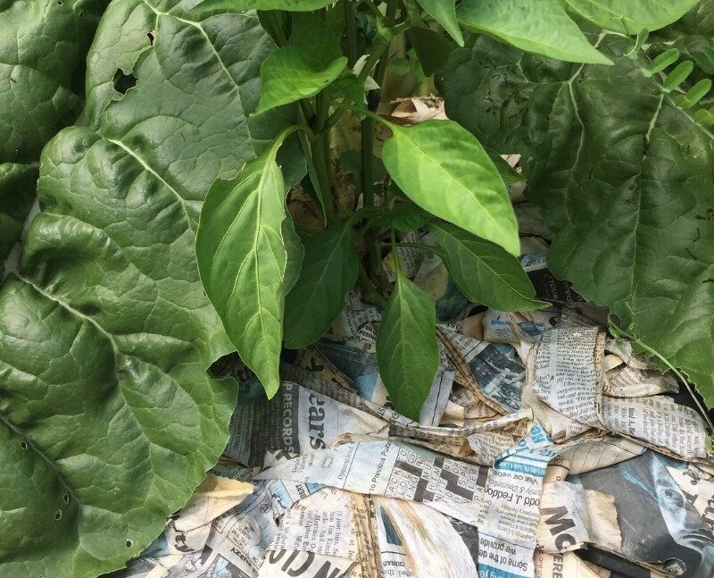 Фото https://www.instagram.com/p/BYcCIQwlcSQ/