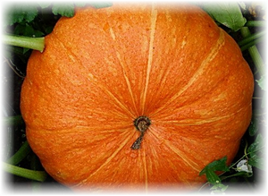 Небольшой компактный куст этой скороспелой тыквы уже через 85 дней наградит за заботы хозяина плодами ярко-оранжевого цвета, которые разделены светлыми полосками. На одном растении их может быть до 15 штук, каждый из которых может весить по полтора килограмма. Если его разрезать, то можно сразу почувствовать нежный аромат. Мякоть сладкая и хрустящая. Овощеводы выбирают также этот сорт за долгий срок хранения, хранится он вплоть до января.