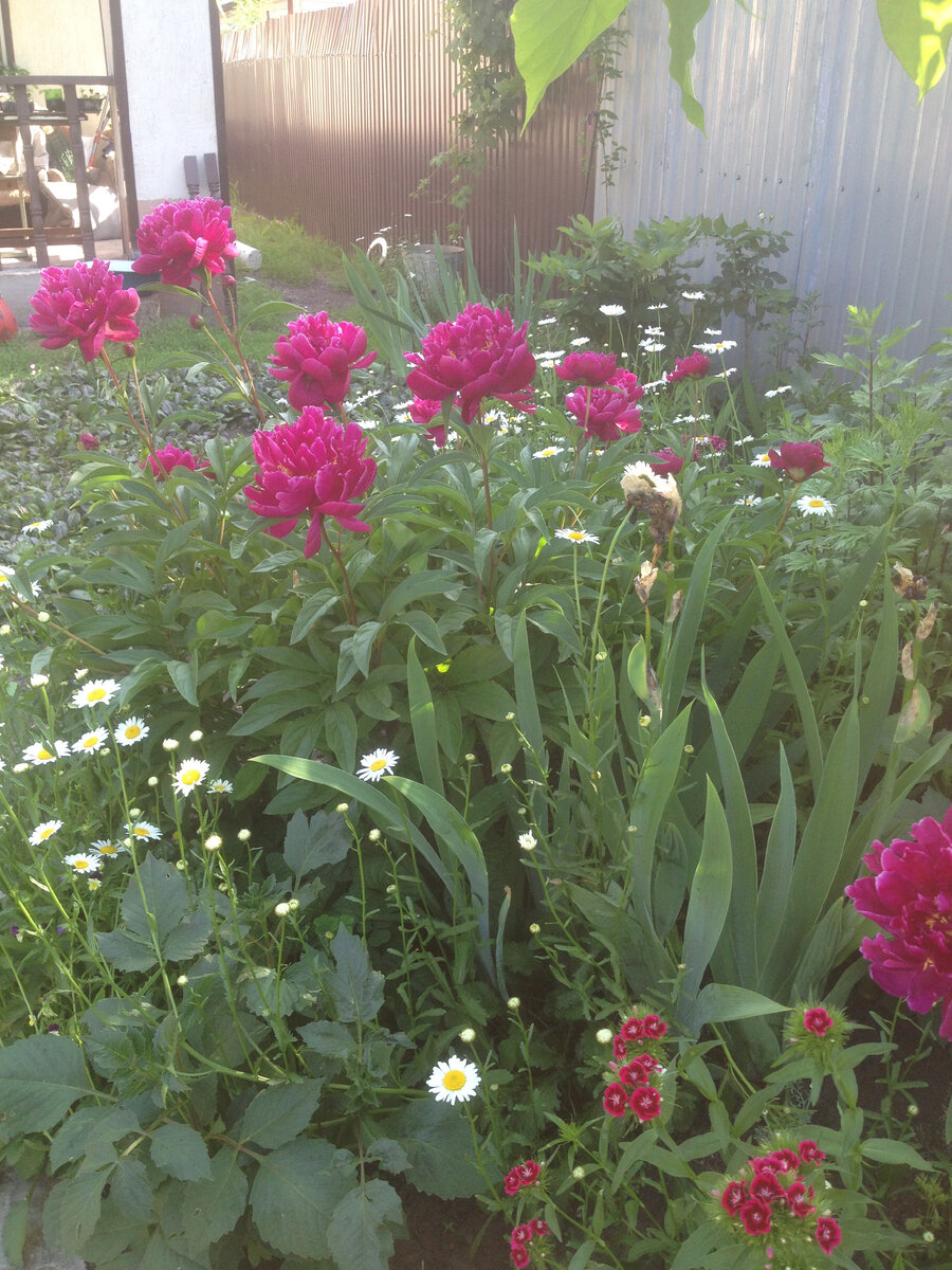 Всегда жду, когда зацветут пионы, наслаждаюсь их нежным, терпким ароматом. Жаль, что радуют недолго. Фото автора.