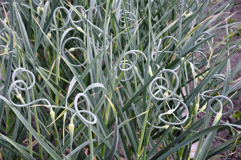 Стрелки на чесноке