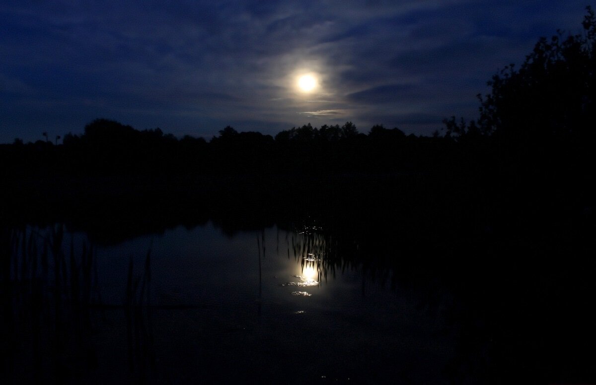 Черные ночи холодные ночи. Ночное озеро Шершни. Тень лягушки в ночном озере.