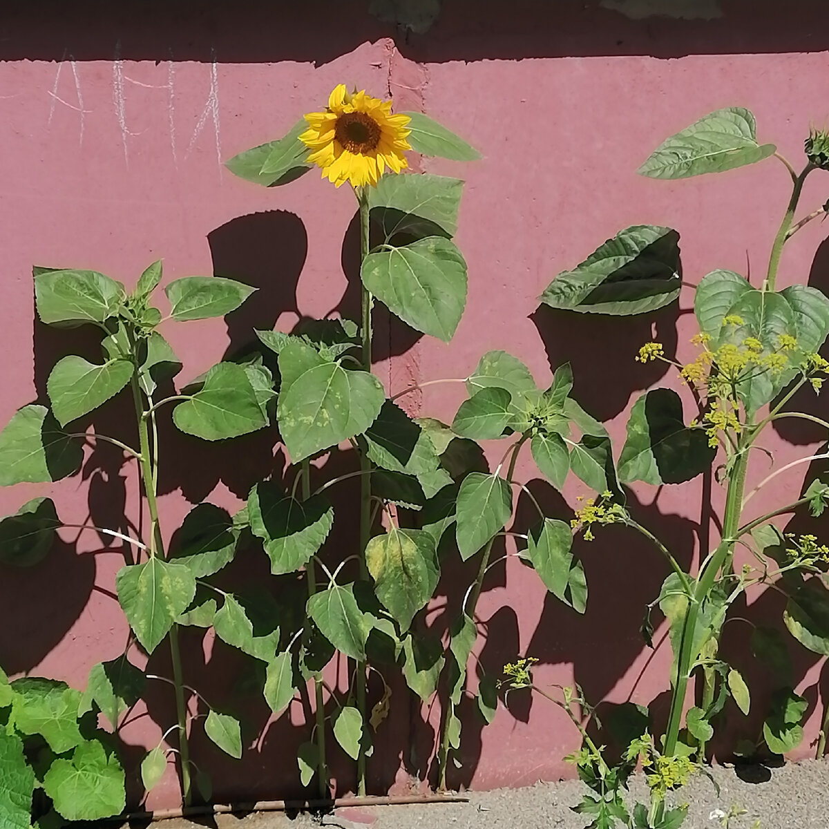 Собственное фото автора "Нарушители покоя дома" 