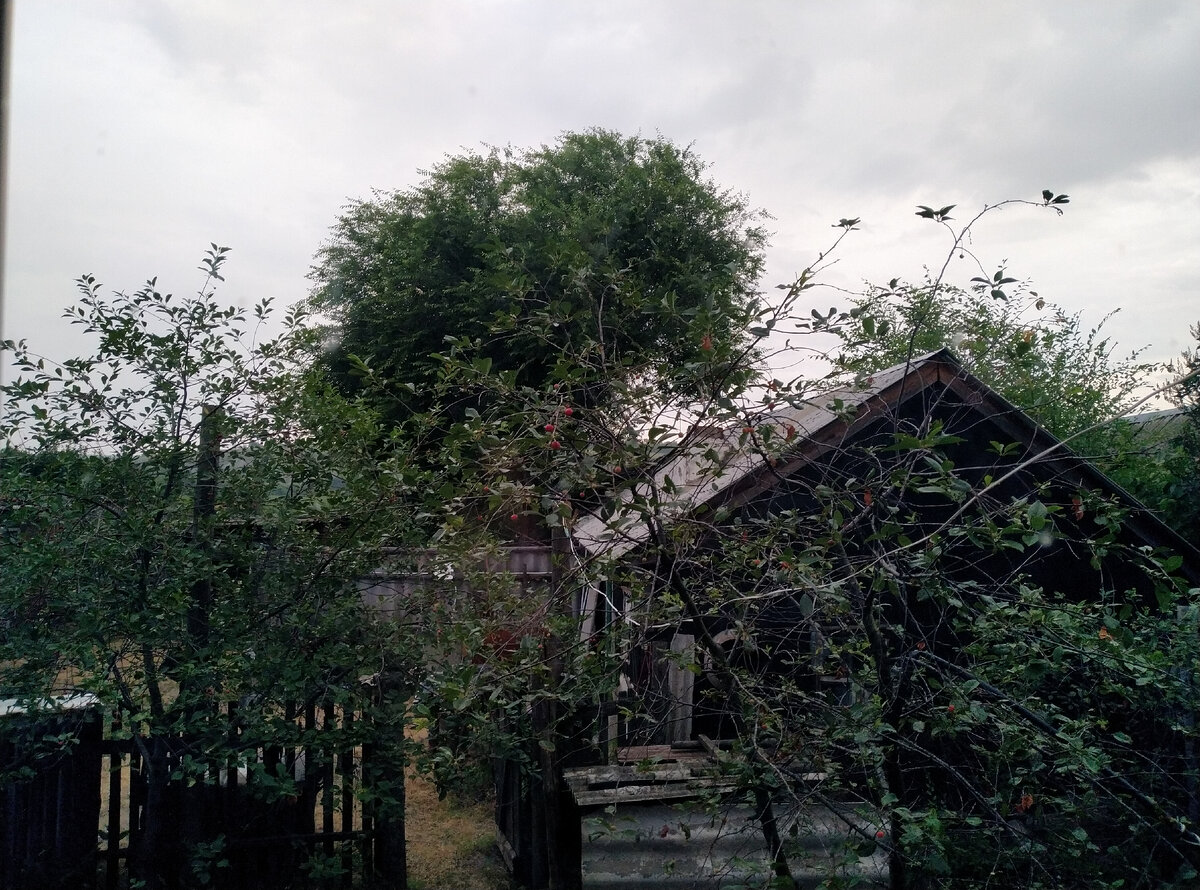 И все равно уже светлее. А на переднем плане зреют вишни