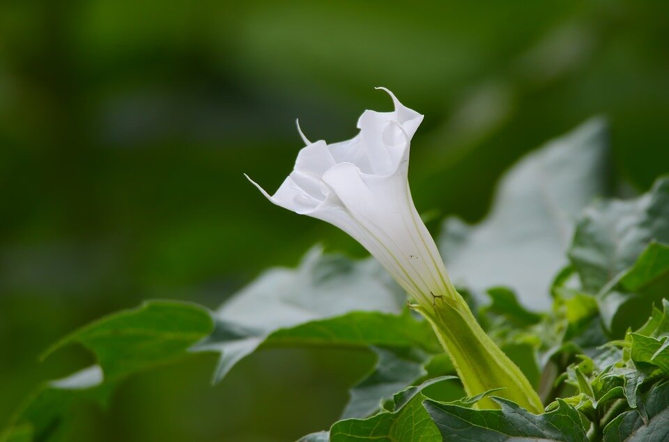 Datura stramonium L. Дурман обыкновенный