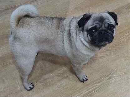 Изображение защищено