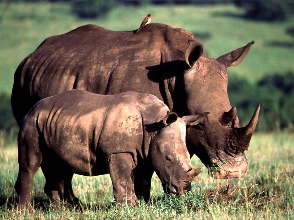 Носорог в тропическом лесу. Суматранский носорог. Суматранский носорог красная книга. Суматранский носорог фото. Суматранский носорог, Индонезия.