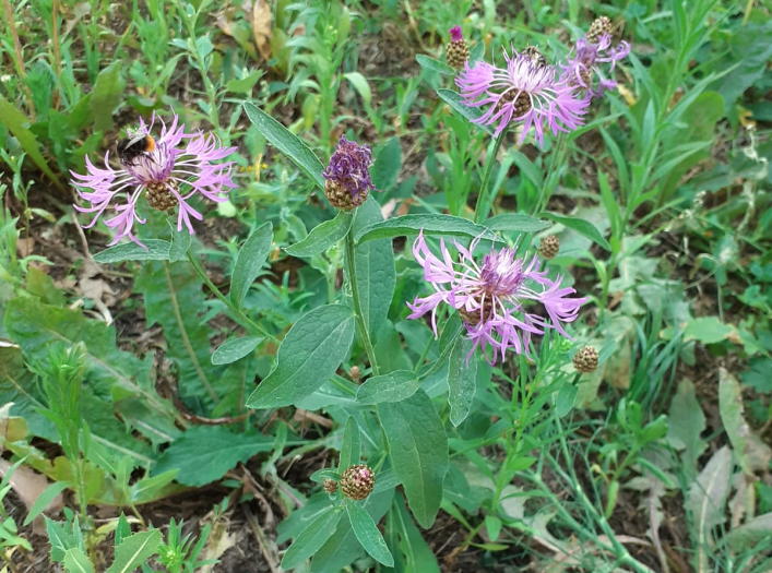 Род: Василек . Семейство: Астровые