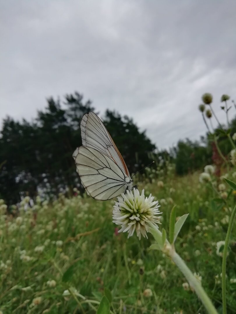 Сфотографировал бабочку.