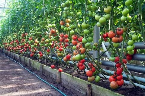 Помидоры черри: выращивание томатов