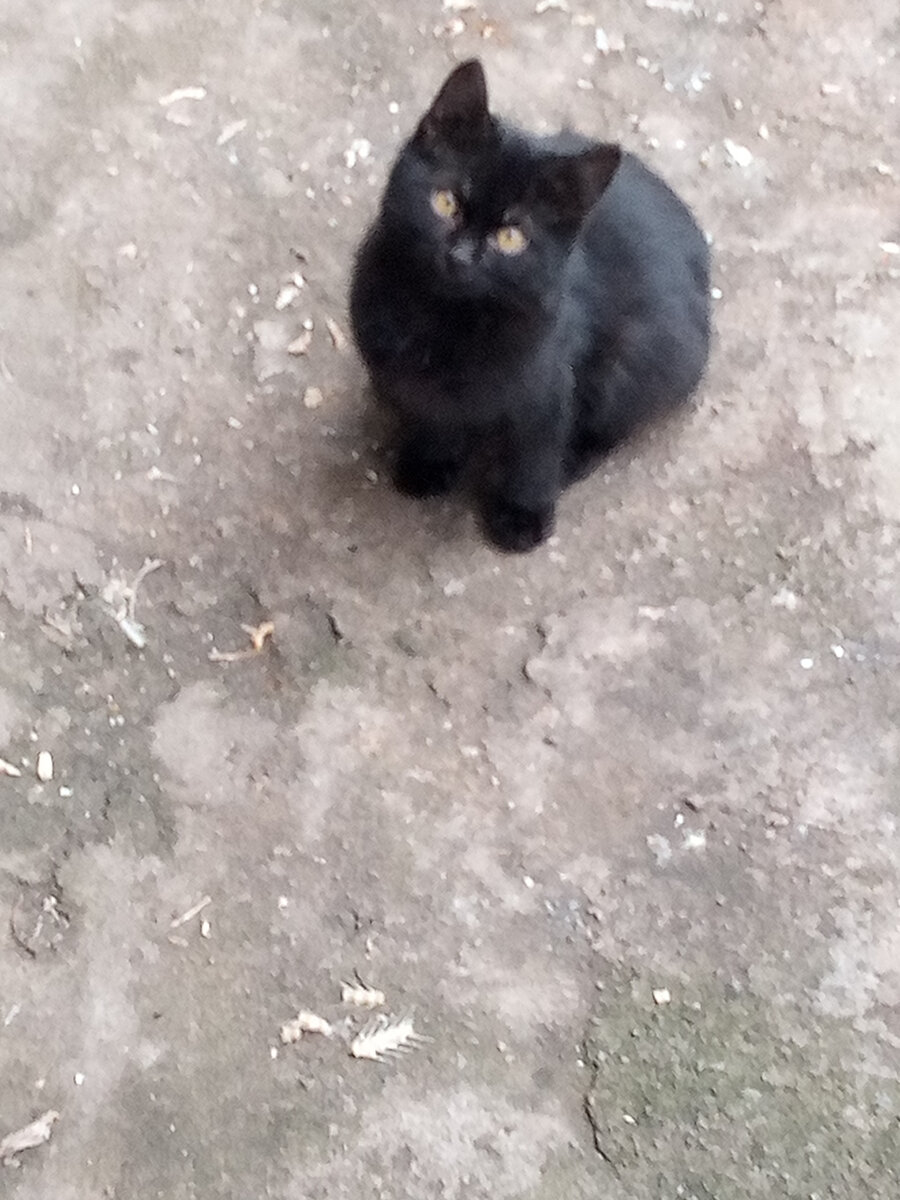 Маленький Бэтман. Начало пути.  Чуть больше 2-х месяцев