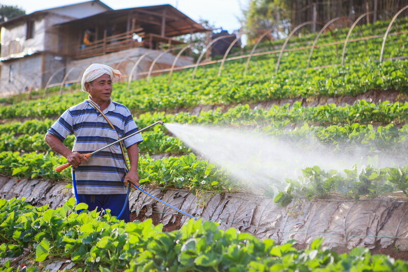 Клубничные грядки (Фото используется по стандартной лицензии ©ogorodnye-shpargalki.ru)